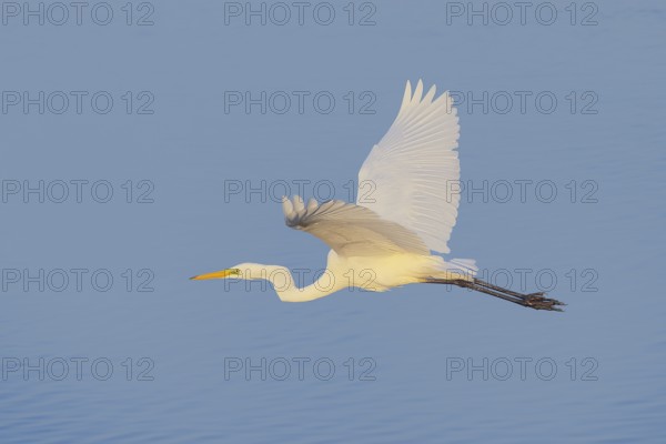 Great Egret (Ardea alba) in flight, wildlife, heron, water bird, Baltic Sea coast, Fehmarn Island, East Holstein, Schleswig-Holstein, Germany, Europe