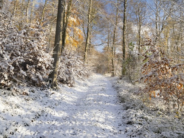 Forestry road, amongst beech woodland in late autumn, covered in freshly fallen snow, Escheberg forest, Hesse, Germany, Europe