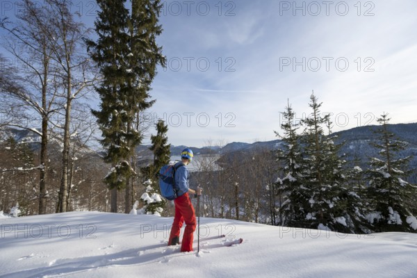 Ski tourer in a snowy forest, ascent to the Simetsberg, Estergebirge, Bavarian Prealps, Bavaria Germany