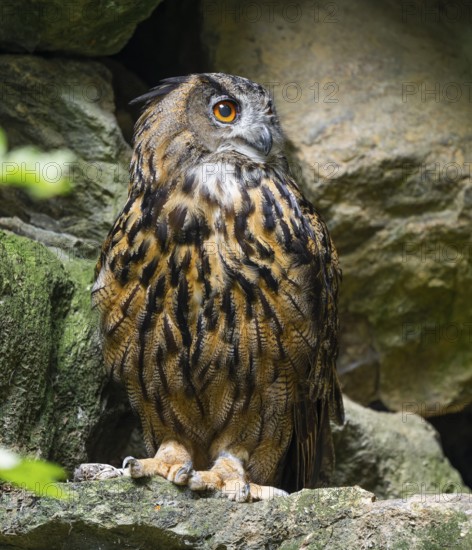 Eurasian Eagle-owl (Bubo bubo) standing in a rock face, captive, Bavarian Forest National Park, Bavaria, Germany, Europe