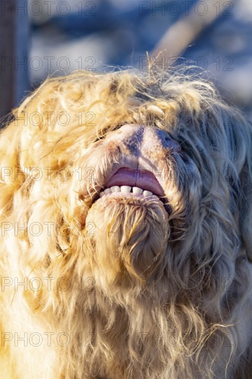 Close-up of a Highland cow with light-coloured, shaggy coat and visible mouth, Seewald, Black Forest. Germany