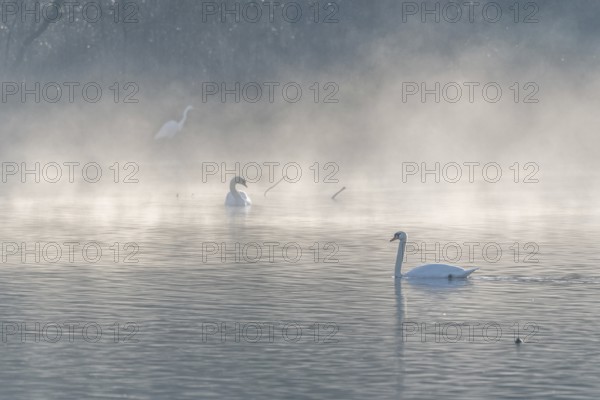 Mute swan (Cygnus olor) silhouette in the morning mist on the water of a lake. Bas-Rhin, Alsace, Grand Est, France, Europe