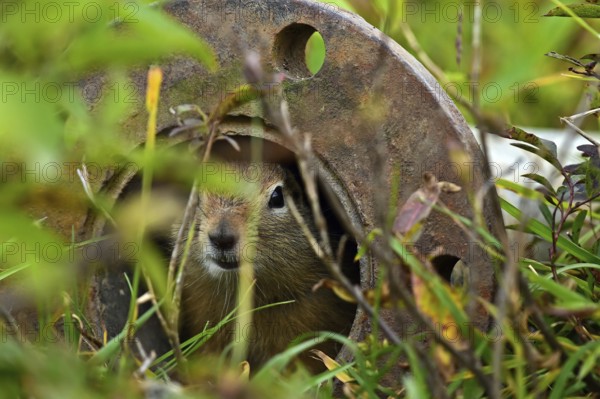 Arctic ground squirrel (Spermophilus parryii) hides in a tube and looks curiously into the camera, Alaska