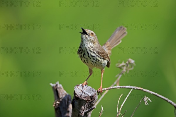 Spotted Prinia (Prinia maculosa), adult, on wait, singing, Kirstenbosch Botanical Gardens, Cape Town, South Africa, Africa
