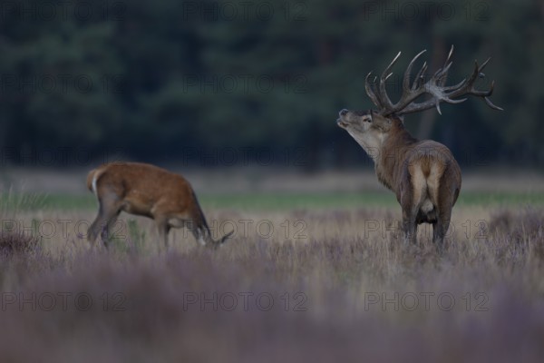 Red deer in rut, Hooge Veluve, Holland