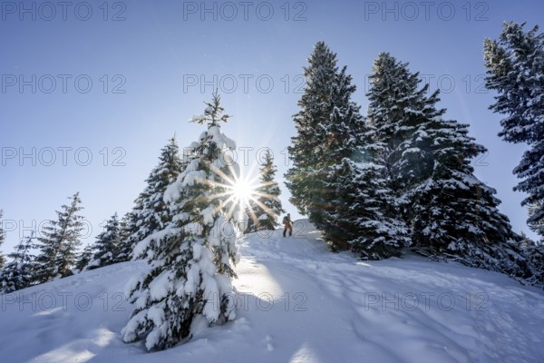 Ski tourer in snowy winter forest with sun star, ascent to Teufelstättkopf, Snowy mountain landscape, Ammergau Alps, Bavaria, Germany, Europe