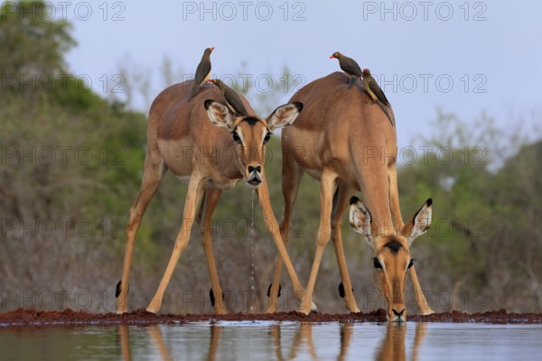 Black heeler antelope (Aepyceros melampus), adult, female, two females, at the water, drinking, with red-billed oxpecker (Buphagus erythrorhynchus), symbiosis, Kruger National Park, Kruger National Park, Kruger National Park South Africa