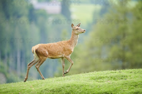 Red deer (Cervus elaphus) hind walking on a meadow in the mountains in tirol, Kitzbühel, Wildpark Aurach, Austria, Europe