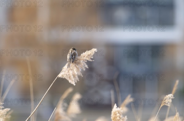 Reed bunting (Emberiza schoeniclus), reed sparrow, sitting on a flower in the reeds, looking to the right, buildings blurred in the background, Dortmund, Lake Phoenix, Germany, Europe