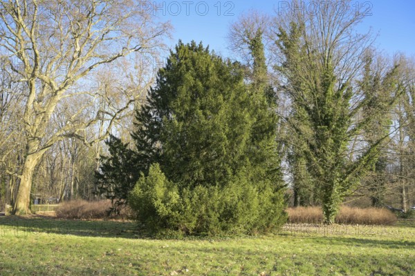Yew tree in Sacrow Castle Park, Potsdam, Brandenburg, Germany, Europe