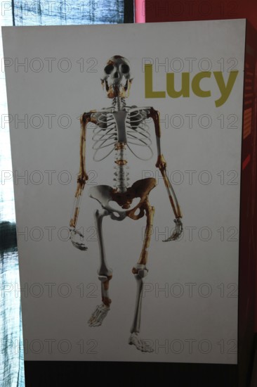Addis Ababa, in the Ethnological Museum, illustration of Luci, Lucy refers to the partial skeleton of an individual of the species Australopithecus afarensis, Ethiopia, discovered in the Afar Triangle in 1974 and interpreted as female, Africa