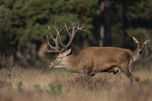 Red deer in rut, Hooge Veluve, Holland