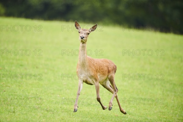 Red deer (Cervus elaphus) hind running on a meadow in the mountains in tirol, Kitzbühel, Wildpark Aurach, Austria, Europe