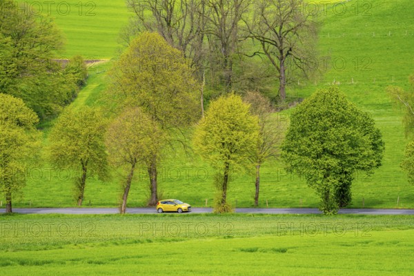 Car on a country road, green fields, meadows, trees line the 2-lane road, spring, near Schwelm, North Rhine-Westphalia, Germany, Europe