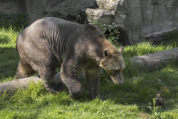 Captive bred Polar bear, brown bear hybrid also called grolar bear, pizzly bear, nanulak at Osnabrück Zoo, Germany, Europe