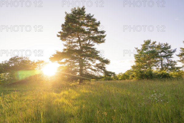 A meadow with trees in the light of the sunset, an idyllic summer landscape, Gechingen, Black Forest, Germany, Europe