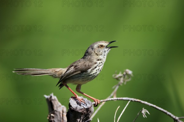 Spotted Prinia (Prinia maculosa), adult, on wait, singing, Kirstenbosch Botanical Gardens, Cape Town, South Africa, Africa