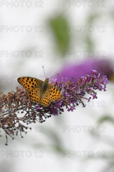 Silver-washed fritillary (Argynnis paphia) on flower panicle of butterfly-bush (Buddleja davidii), Wilnsdorf, North Rhine-Westphalia, Germany, Europe