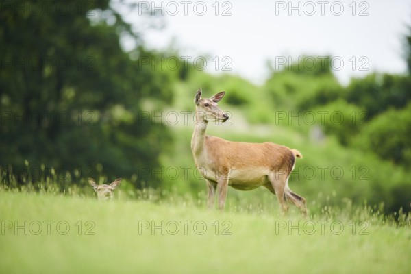 Red deer (Cervus elaphus) hind standing on a meadow in the mountains in tirol, Kitzbühel, Wildpark Aurach, Austria, Europe