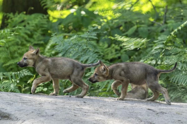 Two pups running side by side in the forest and exploring their surroundings, European grey gray wolf (Canis lupus), Germany, Europe