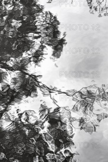 Branches, leaves, dark rain clouds, reflections in rain puddle, text free space, monochrome, symbol photo sadness, motion blur, pattern, County Antrim, Northern Ireland, Great Britain