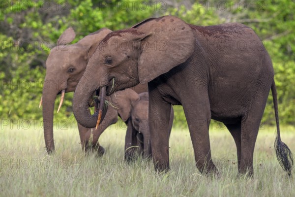 African forest elephants (Loxodonta cyclotis) in a clearing in Loango National Park, Parc National de Loango, Ogooué-Maritime Province, Gabon, Africa
