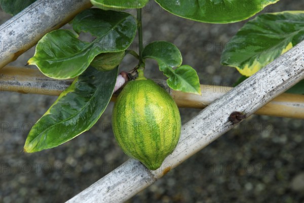 Variegated lemon ( Citrus limon Foliis Variegatis)