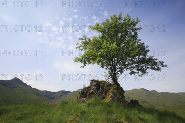 Tree on rock, Scotland, Great Britain