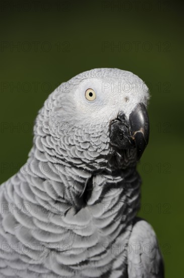 African grey parrot (Psittacus erithacus), portrait, captive, occurrence in Africa