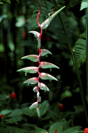 Lobster Claw (Heliconia caribaea)
