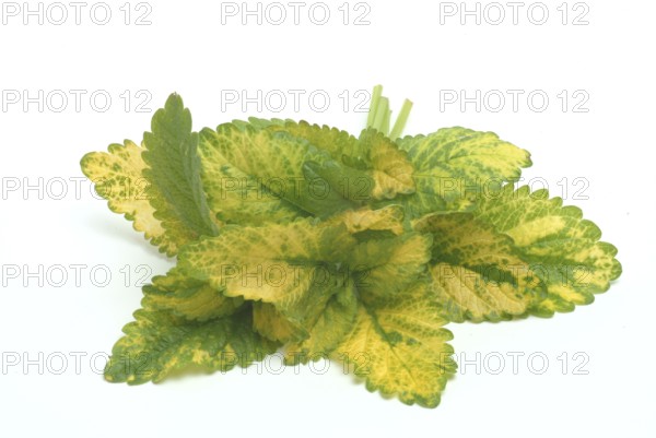 Yellow lemon balm (Melissa officinalis) or melissa, family of the labiates, the foliage leaves, Melissae folium, are used as pharmaceutical drug, medicinal plant of the year 1988