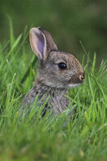 Wild rabbit, Oryctolagus cuniculus, Scotland, United Kingdom, Europe