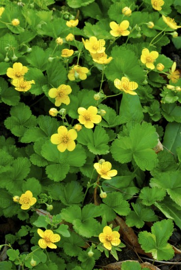 Gold Strawberry (Waldsteinia ternata)