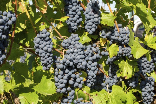 Ripe Dornfelder grapes in the Palatinate. The 2023 vintage is exceptionally good