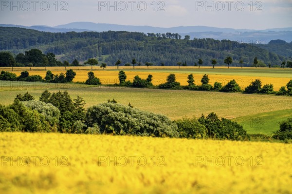 Landscape between Ostbüren, east of Unna, and the Ruhr valley near Fröndenberg, fields, forest and grain fields, North Rhine-Westphalia, Germany, Europe