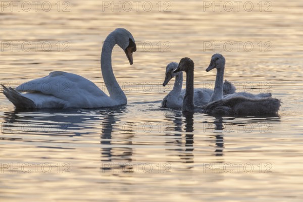 Mute swans (Cygnus olor), adults and juveniles, Baden-Württemberg, Germany, Europe