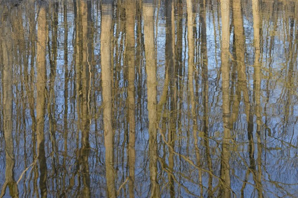 Reflection of deciduous trees on the water surface, North Rhine-Westphalia, Germany, Europe