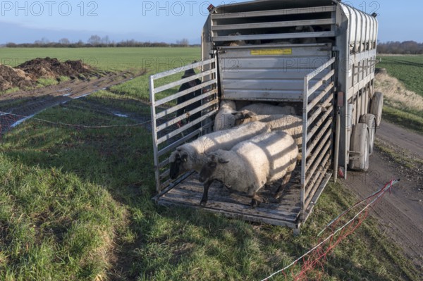 Black-headed domestic sheep (Ovis gmelini aries) run from the trailer to the pasture, Mecklenburg-Vorpommern, Germany, Europe
