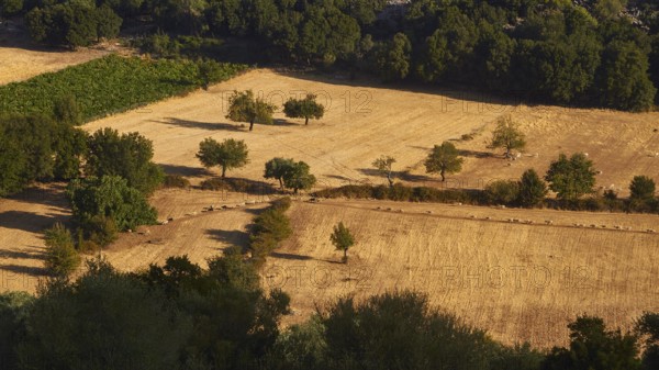 Olive trees and sheep in sunny fields in summer, Askifou Plateau, Askifou, Sfakia, West Crete, Crete, Greece, Europe