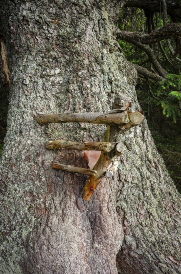 Old spruce with a lickstone, Gloggnitzerhütte on the Rax, Schwarzau im Gebirge, Lower Austria, Austria, Europe
