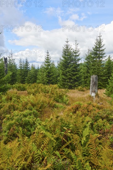 Vegetation with Norway spruce (Picea abies), colored European blueberry (Vaccinium myrtillus) and male fern (Dryopteris filix-mas) on Mount Lusen in late summer, Bavarian Forest, Bavaria, Germany, Europe