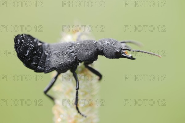 Devil's coach-horse beetle (Ocypus olens) in defence posture, North Rhine-Westphalia, Germany, Europe