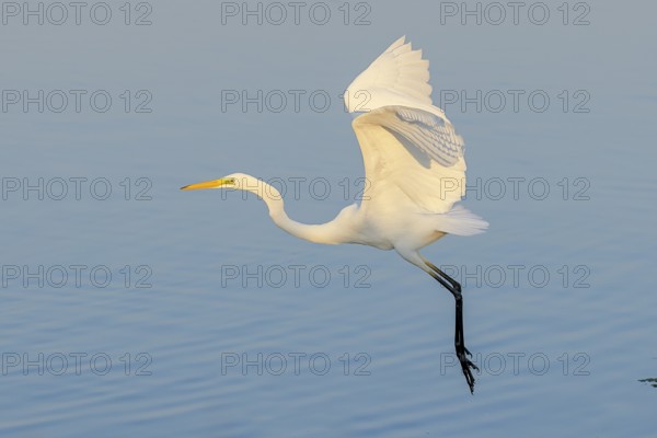 Great Egret (Ardea alba) in flight, wildlife, heron, water bird, Baltic Sea coast, Fehmarn Island, East Holstein, Schleswig-Holstein, Germany, Europe