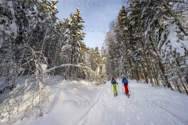 Two ski tourers in a snowy forest, ascent to Simetsberg, Estergebirge, Bavarian Prealps, Bavaria Germany
