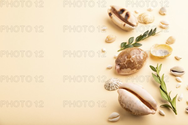 Composition of seashells, green boxwood branch. mockup on orange background. Blank, side view, still life, copy space. travel concept