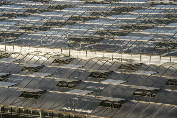Nursery, plant cultivation, glass greenhouses, skylights open, roofs, Düsseldorf-Volmerswerth, Germany, Europe