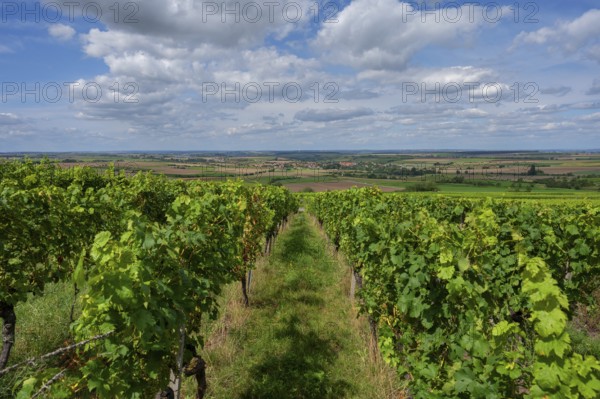 Vineyards with a view of the Lower Franconian wine country, Hüttenbach, Lower Franconia, Bavaria, Germany, Europe