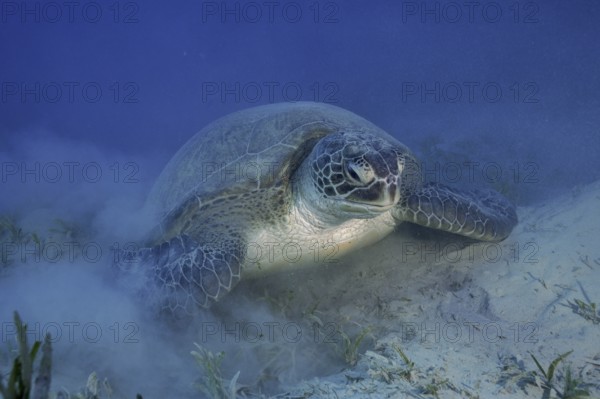 Green turtle (Chelonia mydas) lying on the bottom, stirring up sand, dive site Marsa Shona Reef, Egypt, Red Sea, Africa