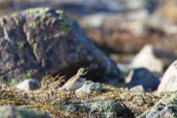 Horned lark (Eremophila alpestris), adult female carrying food in her beak, Varanger, Finnmark, Norway, Europe