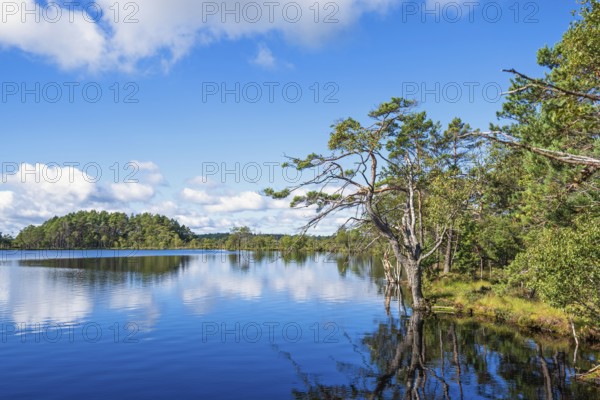 View at a lake by a bog with pine trees in the nordic wilderness, Sweden, Europe